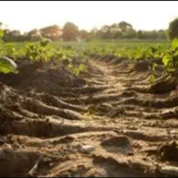 زمین ۴ هکتاری کشاورزی