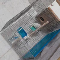 مرغ عشق