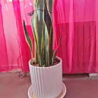 گلدان و گل سناسوریا