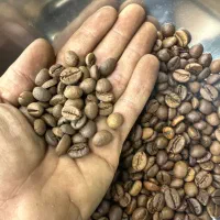 قهوه عربیکا صوفیا پرمیوم شکلاتی