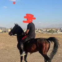 اسب|اسب و تجهیزات اسب‌سواری|تبریز, |دیوار