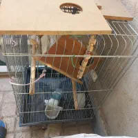 قفس عروس هلندی سالم