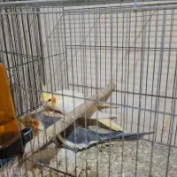 جفت عروس مولد با جوجه|پرنده|اهواز, دانشگاه چمران|دیوار