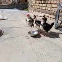 جوجه گلین اصل