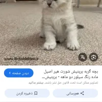 گربه