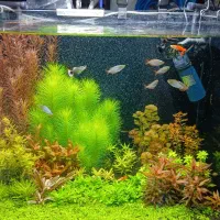 ماهی و تجهیزات و آکواریوم و غذای ماهی|ماهی|اردبیل, |دیوار