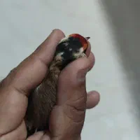 دو عدد سهره جوجه قفس و بیابونی|پرنده|پردیس, فاز ۲|دیوار