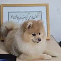 سگ پامر خرسی اصیل باهوش و آموزش پذیری بالا|سگ|کرمان, |دیوار