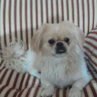 سگ پیکنز نر