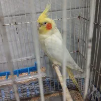 جفت طوطی عروس هلندی لوتینو|پرنده|دزفول, |دیوار