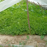 نیشه|گل و گیاه طبیعی|درگزین, |دیوار