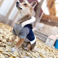 هودی سگ|لوازم جانبی حیوانات|تهران, فردوسی|دیوار