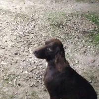 سگ شکاری|سگ|رشت, پیرکلاچای|دیوار