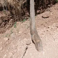 چوب درخت انار
