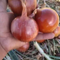 نگین و طلای ۲۴ عیار خوراکی