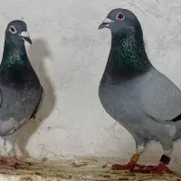 16عددکبوترمسافتی جهت برکت