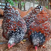 ویاندوت امروکانا ورورک