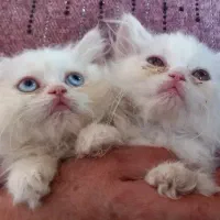 بچه گربه پرشین اصیل
