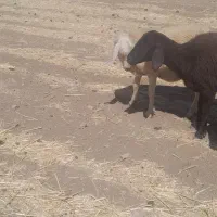 بره ماده نژاد پلنگی