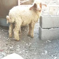 بره نر ۵ماهه