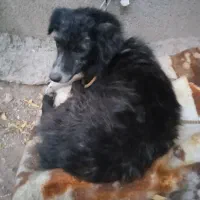 حیوانات خانگی