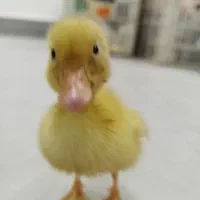 جوجه اردک