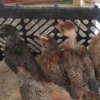 جوجه