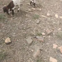 3 عدد بزغاله شیری سالم و سرحال