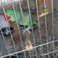 شاه طوطی نر و ماده|پرنده|بهشهر, |دیوار