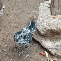 جوجه گلین|حیوانات مزرعه|یزد, |دیوار