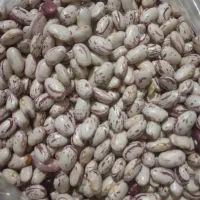 فروش لوبیا چیتی