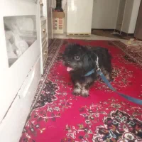 سگ شیتزو|سگ|خرمآباد, |دیوار