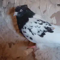 کله سیاه هوایی ب ضمانت|پرنده|تربتحیدریه, آسایش|دیوار