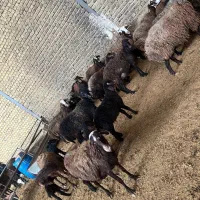 میش درجه یک