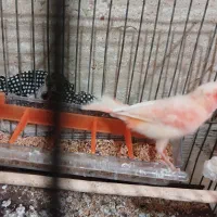 قناری ماده اصل قیمت1900|پرنده|نهبندان, |دیوار