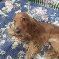 سگ کوکر|سگ|مبارکه, |دیوار