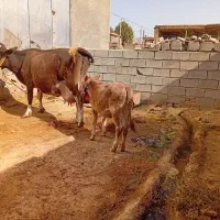 گاو گوساله ماده|حیوانات مزرعه|کوهنانی, |دیوار