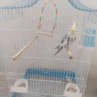 عروس هلندی نر با قفس