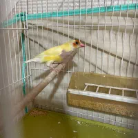 فنج گلدین|پرنده|شیراز, شهرک مهدی‌آباد|دیوار