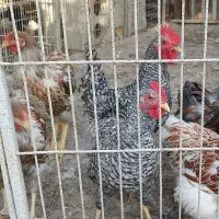 خروس آمروک و ویاندوت