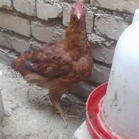 خروس ومرغ تخم گذار