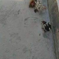 جوجه