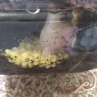 فروش دو عدد حلزون