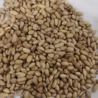 پسته فندوقی بادامی|عمده‌فروشی|مشهد, امام رضا (ع)|دیوار