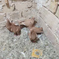 هفرنگ کاکلی|پرنده|فرح دشت, |دیوار