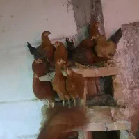 مرغ تخمگذار