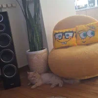 همخونه-میشم