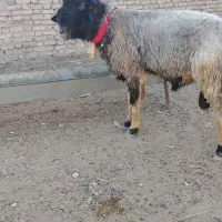 قوچ نرمیش