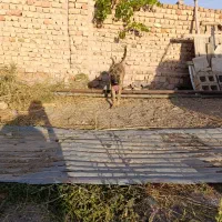 سگ سرابی