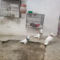 تعدادی عروس هلندی